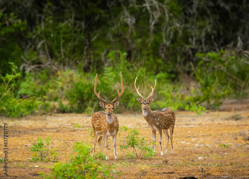 The Sri Lankan axis deer or Ceylon spotted deer is a subspecies of axis deer that inhabits only Sri Lanka. The name chital is not used in Sri Lanka.