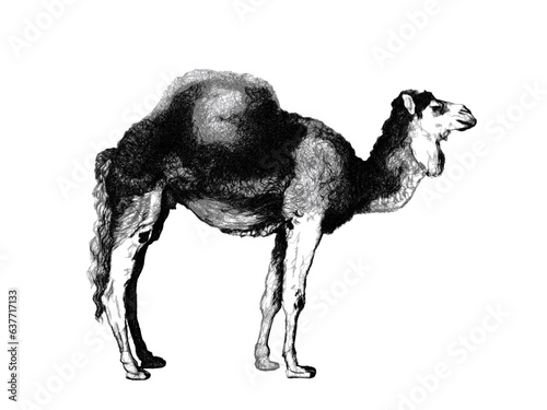 Arabian Camel (Camelus dromedarius). Doodle sketch. Vintage vector illustration. photo