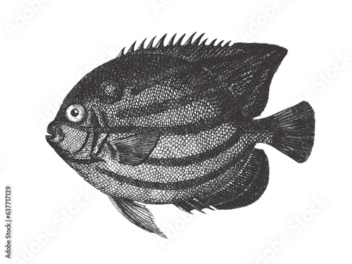 Annularis Angelfish (Pomaca...