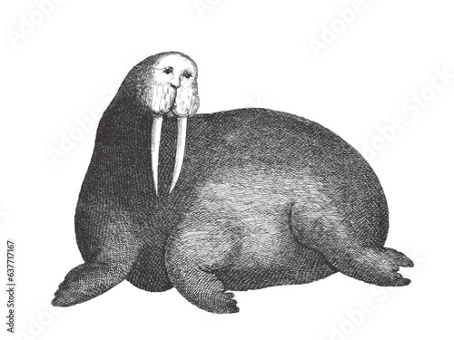 Walrus (Odobenus rosmarus)....