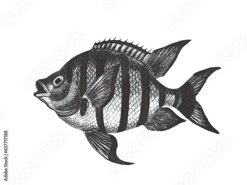 Bordered Chaetodon. Doodle ...