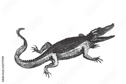 Crocodile. Doodle sketch. V...