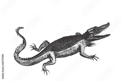 Crocodile. Doodle sketch. Vintage vector illustration.