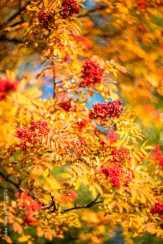 Rowan berries on a branch in autumn. Natural autumn background