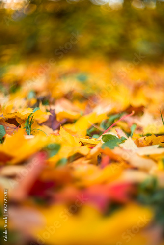 Bright autumn maple leaves on a blurred background. autumn background