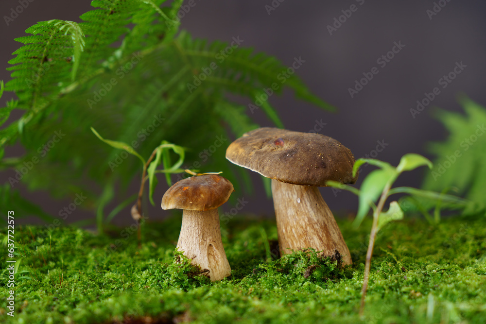 Several porcini mushrooms in the forest under fern leaves. Several porcini mushrooms in the forest under fern leaves.