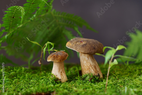 Several porcini mushrooms in the forest under fern leaves.