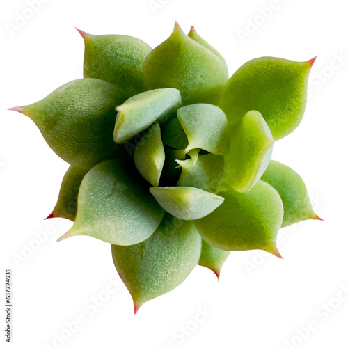 Succulent plant  photo