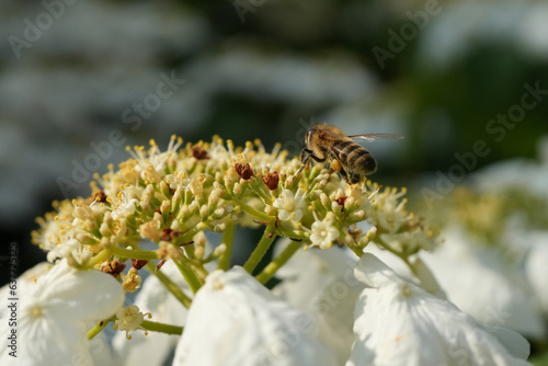 Biene bestäubt eine Blüte im Sommer © Markus Kammermann