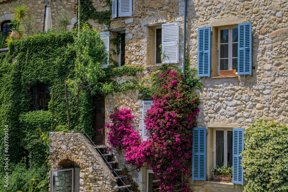 Blooming bougainvilia, jasmine and ivy covered wall of am old stone house in the medieval town of Saint Paul de Vence, French Riviera, South of France