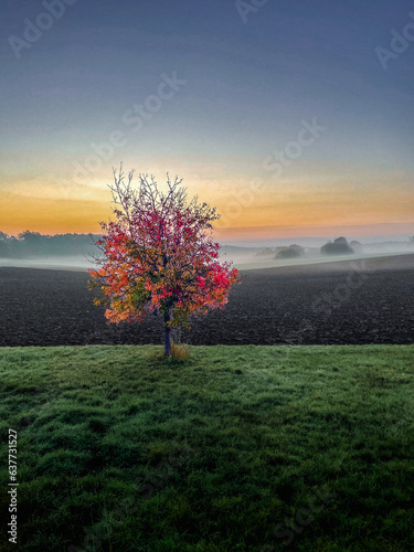 tree in landscape at sunrise