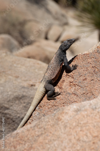 Wild Orange and Black Chuckwalla Lizard Resting on Red Rock in Joshua Tree National Park