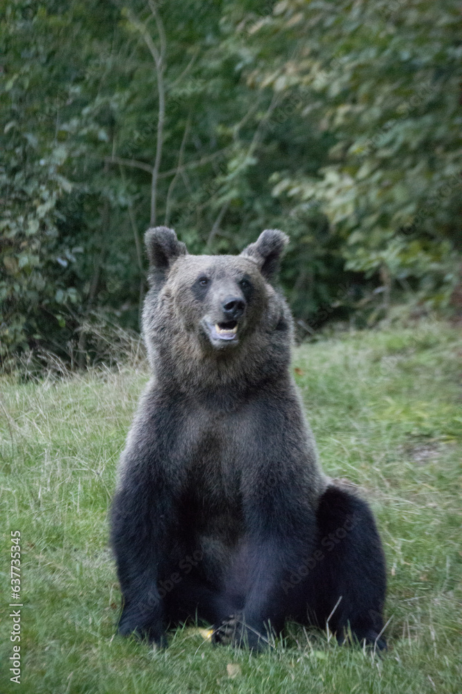 Wild Brown Bear in Romanian Forest Wild Brown Bear in Romanian Forest