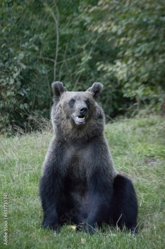 Wild Brown Bear in Romanian Forest