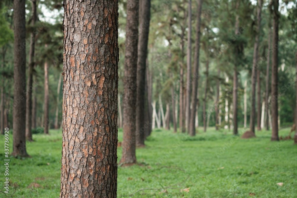 Photograph of pine trees arranged in a row based on the idea of preserving the environment and reducing carbon dioxide that causes global warming. Photograph of pine trees arranged in a row based on the idea of preserving the environment and reducing carbon dioxide that causes global warming.