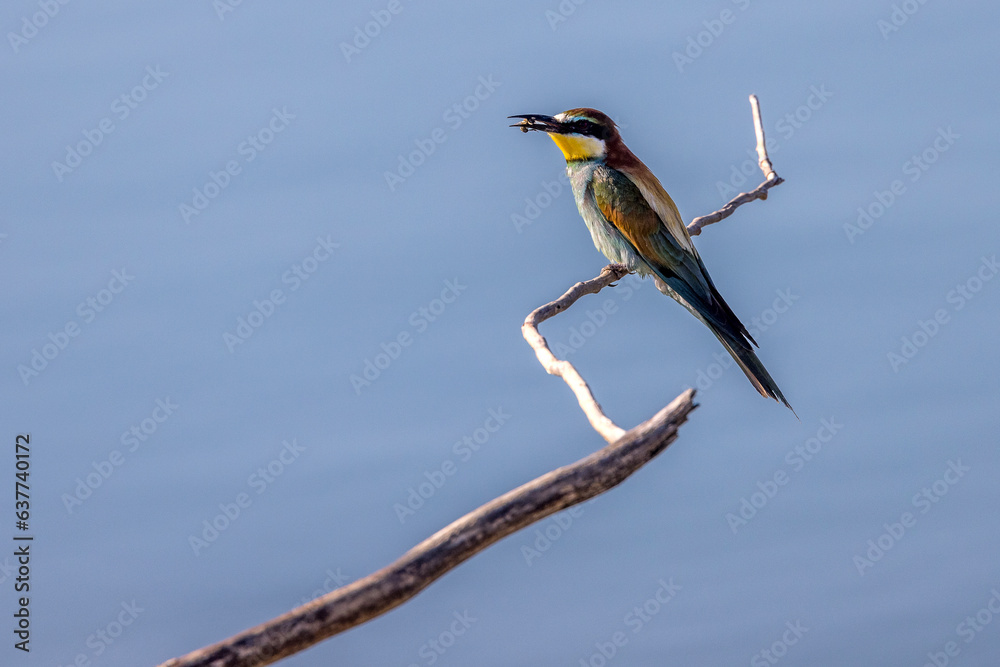 europeen bee-eater perched on a branch near a lake europeen bee-eater perched on a branch near a lake
