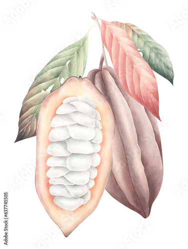 Watercolor cocoa bena isolated. The fruits of theobroma are isolated with watercolor. photo