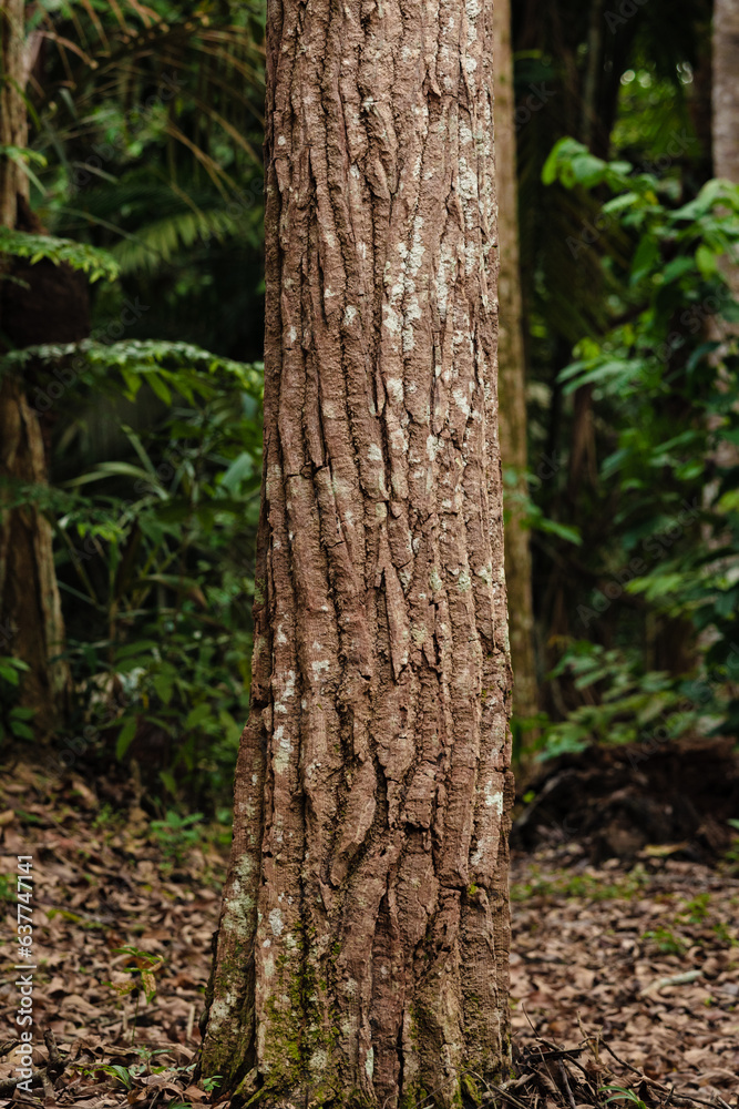 Natureza Amazônica Natureza Amazônica