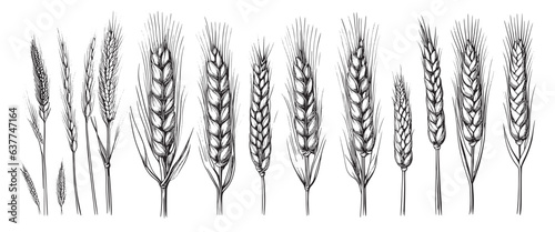 Wheat ears  spikelets sketch. Hand drawn rye in vintage engraving style. Farm organic food concept. Vector illustration