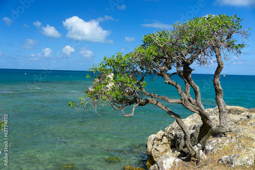 Ngaio Tree on coast with blue skies