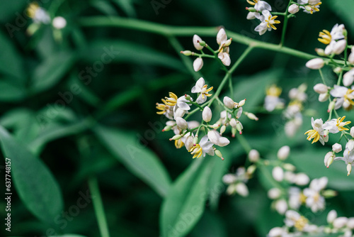 Blooming Nandina