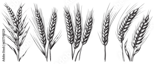 Wheat ears  spikelets sketch. Hand drawn rye in vintage engraving style. Farm organic food concept. Vector illustration