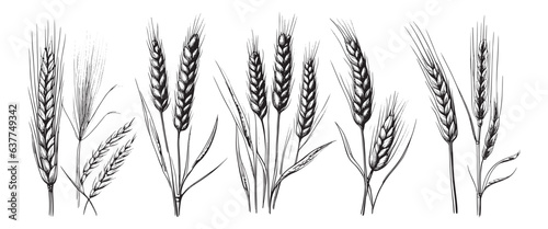 Wheat ears  spikelets sketch. Hand drawn rye in vintage engraving style. Farm organic food concept. Vector illustration