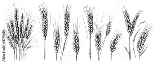 Wheat ears, spikelets sketch. Hand drawn rye in vintage engraving style. Farm organic food concept. Vector illustration photo