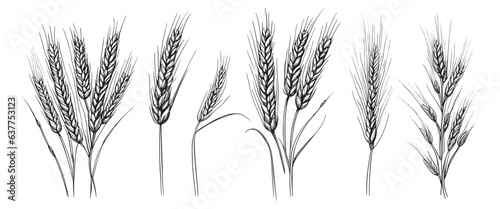 Wheat ears  spikelets sketch. Hand drawn rye in vintage engraving style. Farm organic food concept. Vector illustration