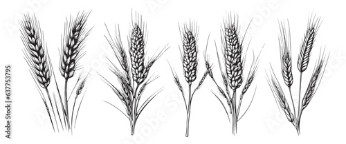 Wheat ears  spikelets sketch. Hand drawn rye in vintage engraving style. Farm organic food concept. Vector illustration