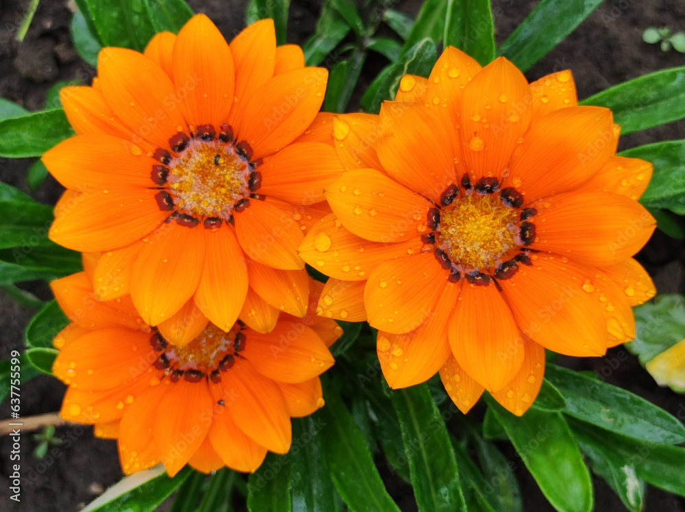 colorful blooming gazania, treasure flowers, with rain drops, close up colorful blooming gazania, treasure flowers, with rain drops, close up