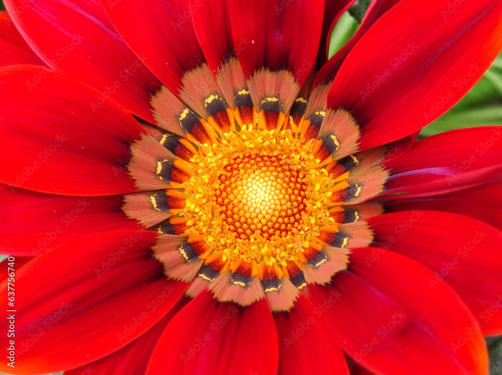 red blooming gazania, treasure flower, close up red blooming gazania, treasure flower, close up