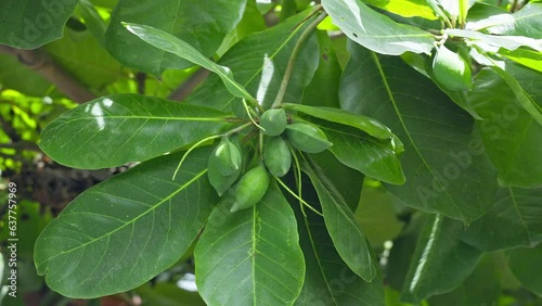 A view of a bunch of unripe Indian almonds,tropical almonds, terminalia catappa photo