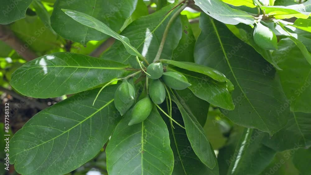 A view of a bunch of unripe Indian almonds,tropical almonds, terminalia catappa A view of a bunch of unripe Indian almonds,tropical almonds, terminalia catappa