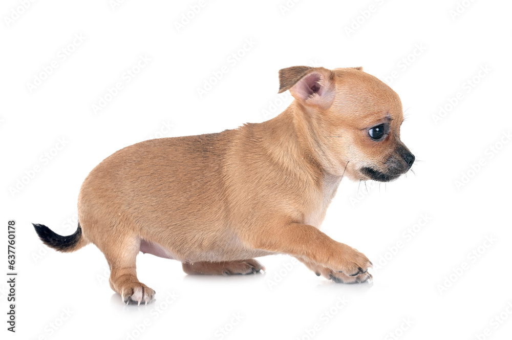 Obraz premium chihuahua in studio