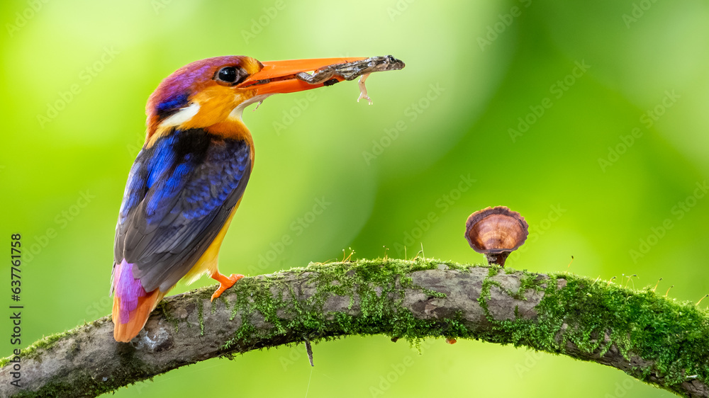 Fototapeta premium Oriental dwarf kingfisher (Ceyx erithaca)