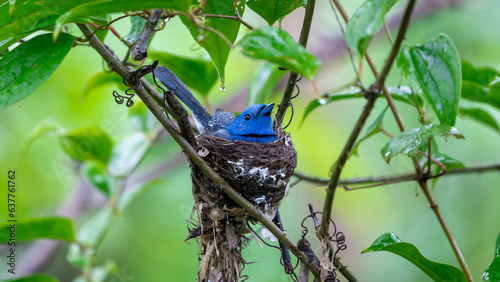 Obraz na plátně The black-naped monarch or black-naped blue flycatcher (Hypothymis azurea)