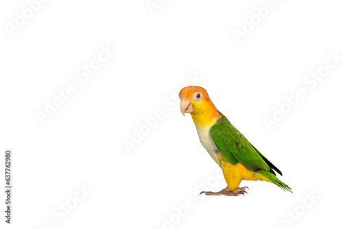 Cute of White bellied parrot isolated on transparent background png file