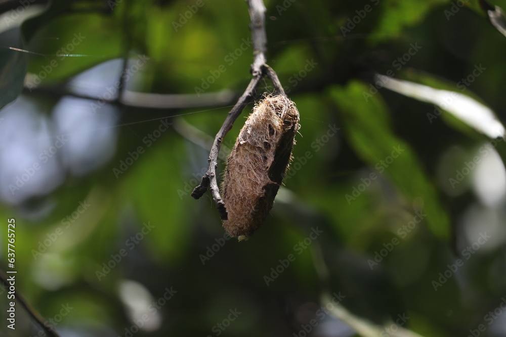 Mango seed in its tree - a Beautifull and rarely view of mango seed found in tree after its fruit been rotten or eaten y birds in tree itself with its tree background.