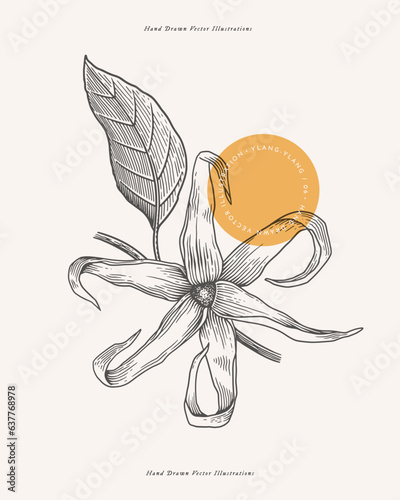 Flower and leaf of tropical ylang-ylang tree in engraving style. Beautiful ornamental plant, vector illustration. Botanical illustration for floral design in perfumery and cosmetology.