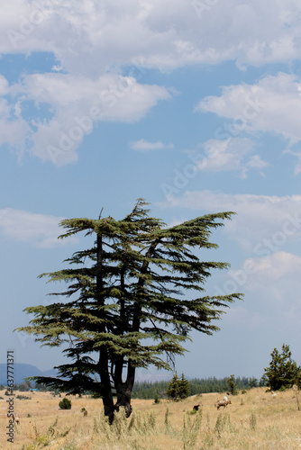 An alone tree of the Taurus cedar, mentioned much in the epic of Gilgamesh who was the king of Uruk in ancient Mesopotamia photo