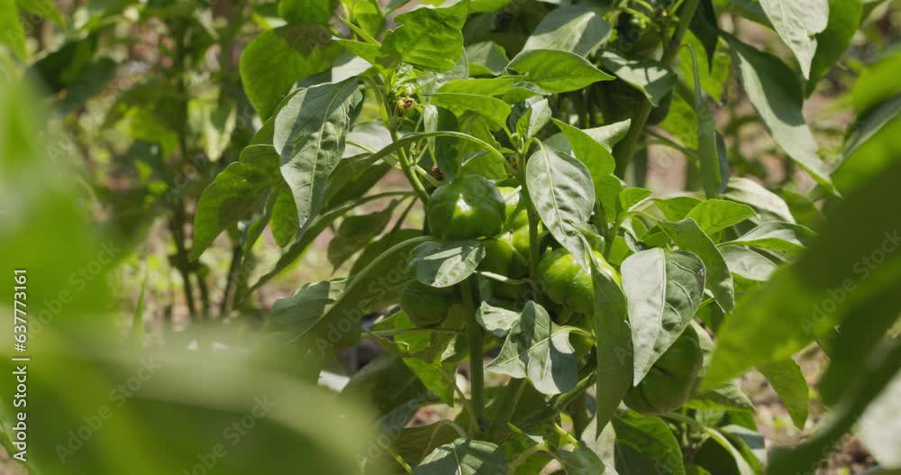 A Pepper Plant Stands in The Wind Witing For Fruits to Be Ripe. Paprika Close-up A Pepper Plant Stands in The Wind Witing For Fruits to Be Ripe. Paprika Close-up