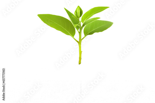 Young Green Plant in Soil Isolated on Transparent Background - Generative AI