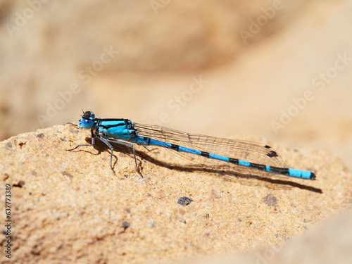 Common Blue Damselfly. Enallagma cyathigerum