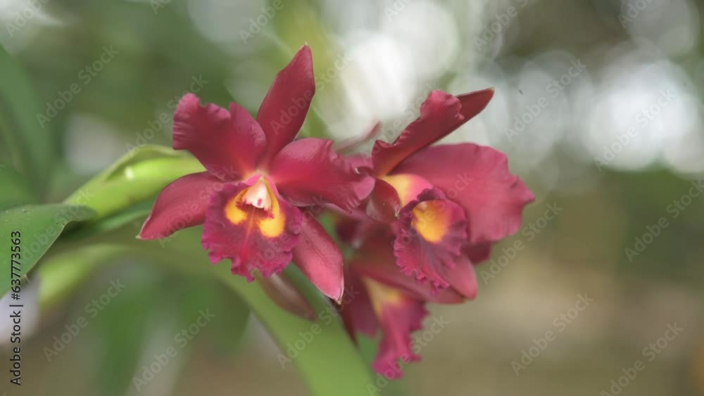Flowers of the red cattleya orchid, hybrid garden plant Flowers of the red cattleya orchid, hybrid garden plant
