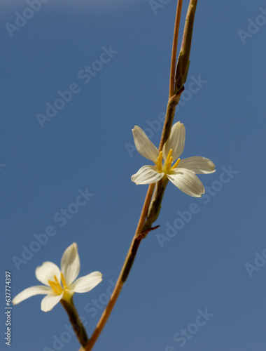 Fotografie Lactuca viminea, the pliant lettuce, is a Eurasian plant species in the tribe Cichorieae within the family Asteraceae