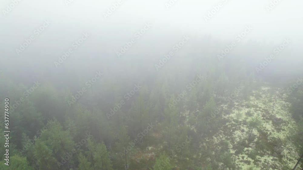 Aerial flight over pine trees dissipating into the dense fog Aerial flight over pine trees dissipating into the dense fog