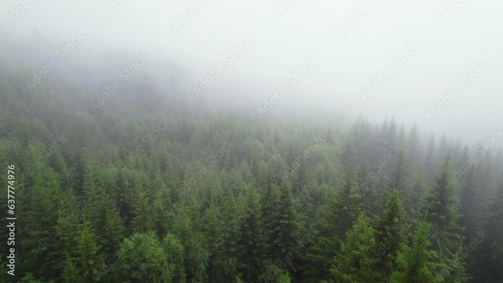 Thick fog above the lush wild Norwegian Woodlands Thick fog above the lush wild Norwegian Woodlands