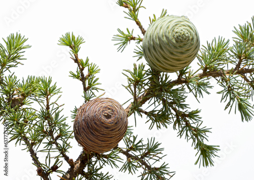 Branch of the Lebaon cedar (Cedrus libani) with two cones photo