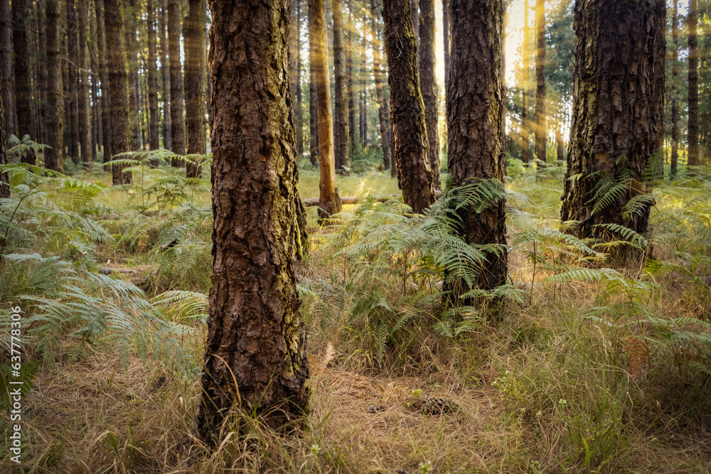Obraz premium Canarian Forest. Magical forest. Canarian pines, ferns and typical flora of the Canarian forests illuminated by the golden rays of the sun at sunset. Las Lagunetas Forest Tenerife, Canary Islands